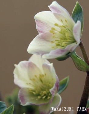 JԂHELLEBORUS@h.niger~h.vesicarius