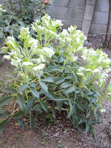 argutifolius