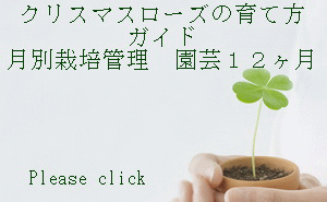 育て方ガイド月別栽培管理園芸１２ヶ月は、クリスマスローズの種からの育て方や苗の扱い、花の楽しみ方などとともに庭植えとベランダなどでの鉢植えを中心に月ごとの害虫駆除や灌水方法など画像を多く使いガーデニングの初心者にもわかりやすく解説しています