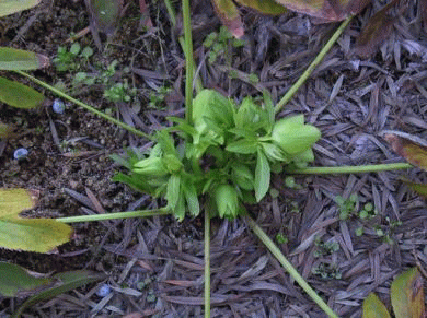 nAĂnCubg