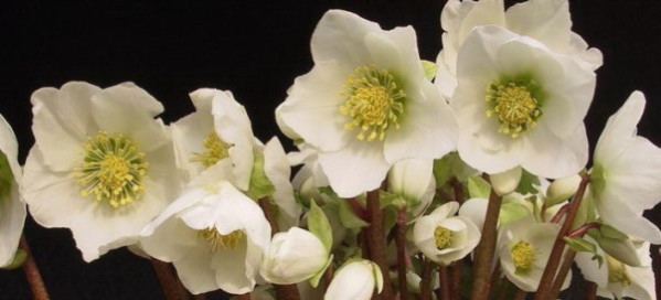 HELLEBORES Niger jQ