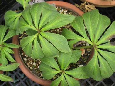 HELLEBORES Thibetanus `x^kX