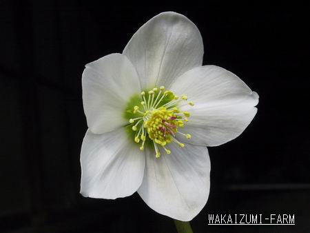 HELLEBORES Niger jQ