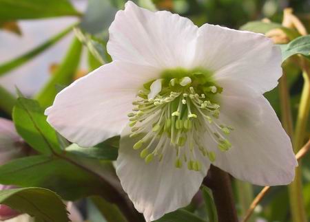 uvHELLEBORES miger~Thibetanus jQ~`x^kX