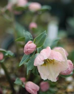 uvHELLEBORES miger~Thibetanus jQ~`x^kX