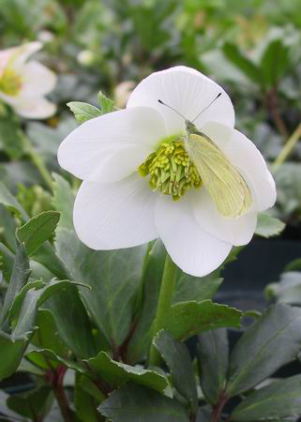 HELLEBORES Niger jQ